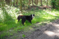 Honden in het Bos