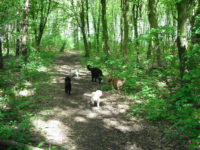Honden in het Bos
