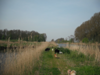 Honden in het Bos