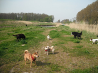 Honden in het Bos