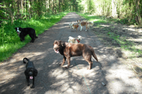 Honden in het Bos